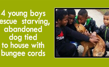 4 young boys rescue starving, abandoned dog tied to house with bungee cords