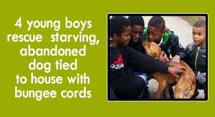 4 young boys rescue starving, abandoned dog tied to house with bungee cords