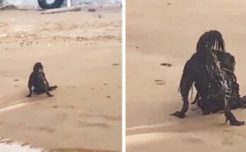 While Sunbathing on the Beach, a Man Photographs a Horrific Creature…You Will Be Surprised to Know What it Really Was…