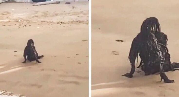 While Sunbathing on the Beach, a Man Photographs a Horrific Creature…You Will Be Surprised to Know What it Really Was…