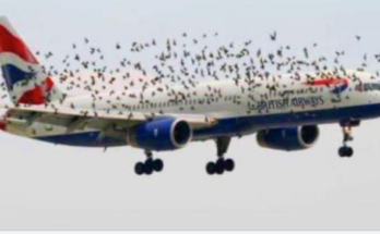 The pilot’s emotional reaction when he discovered why birds were flying alongside the plane