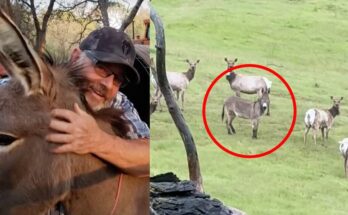 Pet donkey was thought to be dead — 5 years later he’s discovered alive with unexpected new family