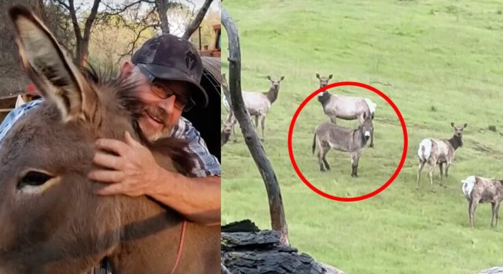 Pet donkey was thought to be dead — 5 years later he’s discovered alive with unexpected new family