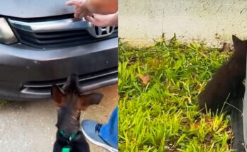 Dog won’t stop barking at owner’s car — what they find under the hood leaves them stunned