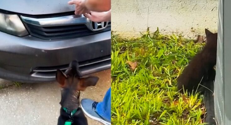 Dog won’t stop barking at owner’s car — what they find under the hood leaves them stunned