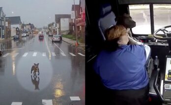 Bus driver sees loose dog in the street, almost getting hit by cars — makes an unplanned stop to save the day