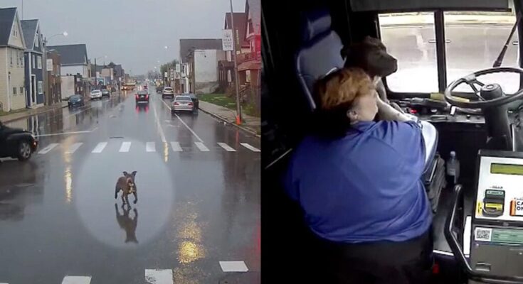 Bus driver sees loose dog in the street, almost getting hit by cars — makes an unplanned stop to save the day