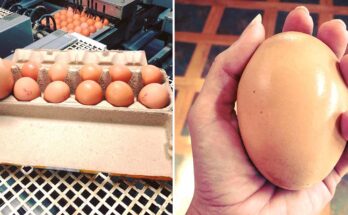 Farmer finds giant egg but what was inside was even more puzzling