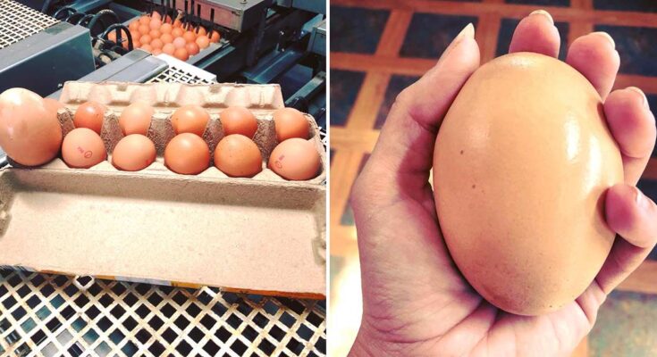 Farmer finds giant egg but what was inside was even more puzzling