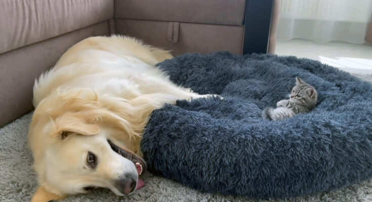 Golden retriever is perplexed after finding tiny kitten taking up his bed in sweet viral video