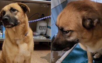 Dog left heartbroken after being surrendered to shelter after 2 years: “He doesn’t understand where his person went”