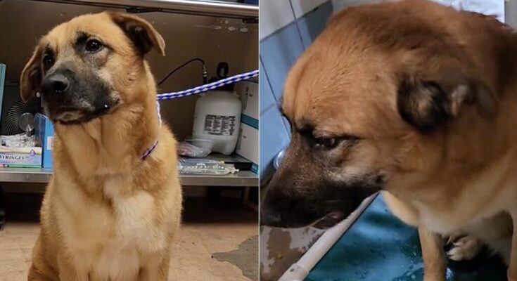 Dog left heartbroken after being surrendered to shelter after 2 years: “He doesn’t understand where his person went”