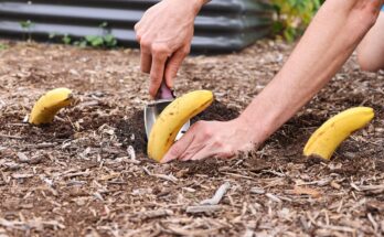 Bury a banana in the ground – it’s amazing what happens after 7 days