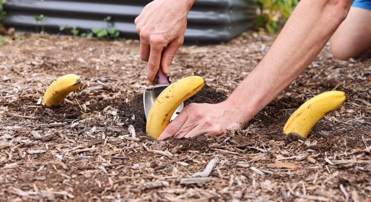 Bury a banana in the ground – it’s amazing what happens after 7 days