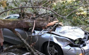 Popular comedian died in sad accident when massive tree limb fell on top of him…