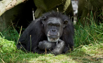 Betty, Dublin Zoo’s longest resident and oldest chimp in human care, dead at 62 — rest in peace