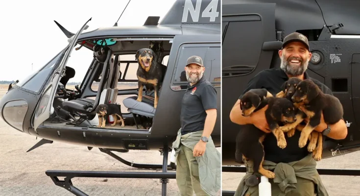 Rottweiler mom and 4 pups rescued after being trapped for days following wildfire