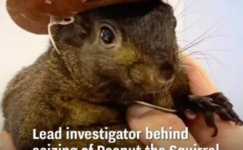 Identity Revealed: Man Who Captured and Killed Peanut the Squirrel