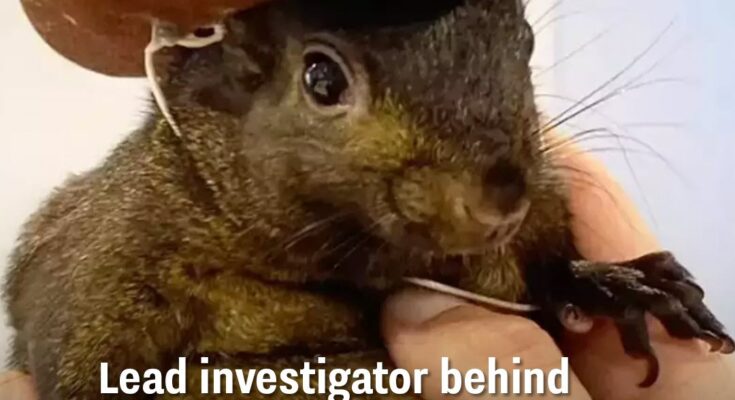 Identity Revealed: Man Who Captured and Killed Peanut the Squirrel